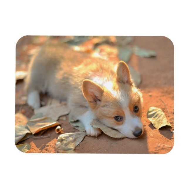 Magnet Flexible Animaux de bébés cutest | Shy Corgi (Horizontal)