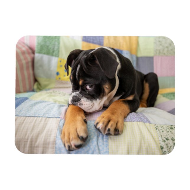 Magnet Flexible Animaux de bébés cutest | Shy Old English Bulldog (Horizontal)