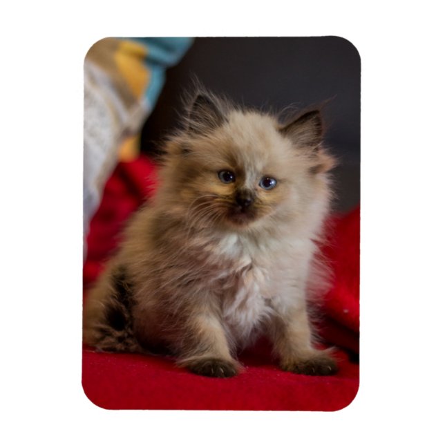 Magnet Flexible Animaux de bébés cutest | Siamese Kitten (Vertical)