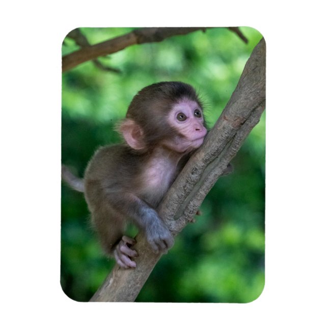 Magnet Flexible Animaux de bébés cutest | Singe bébé (Vertical)