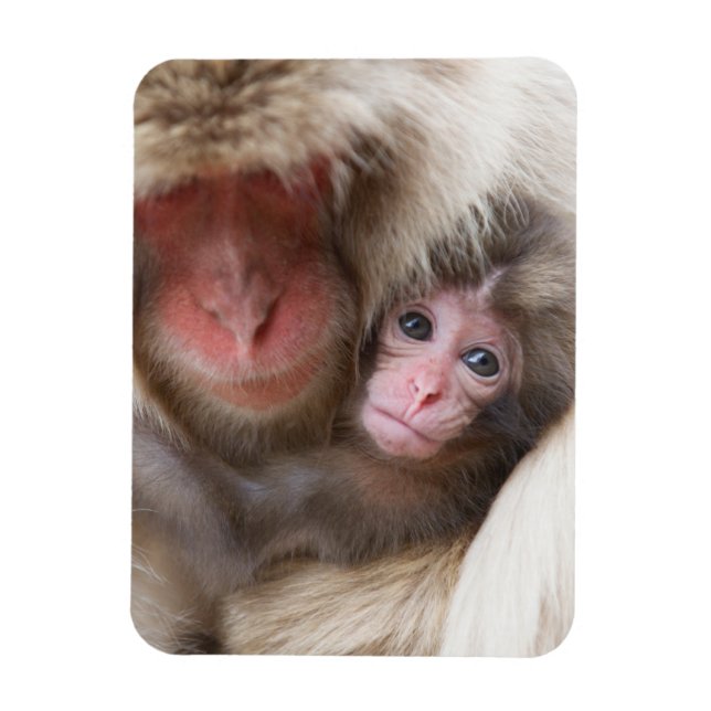 Magnet Flexible Animaux de bébés cutest | Singe des neiges (Vertical)
