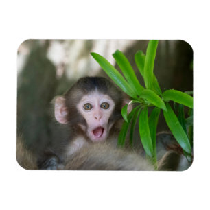 Magnet Flexible Animaux de bébés cutest Singe des neiges surpris