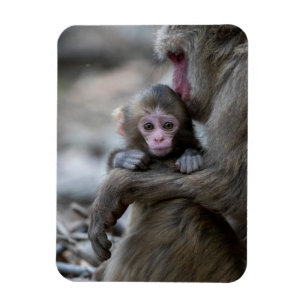 Magnet Flexible Animaux de bébés cutest   Singe et bébé japonais