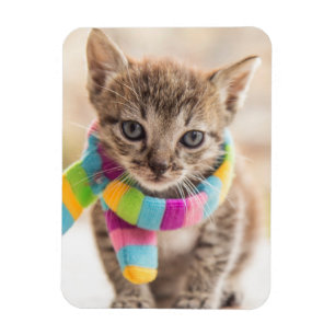 Magnet Flexible Animaux de bébés cutest   Tabby Kitten Écharpe arc