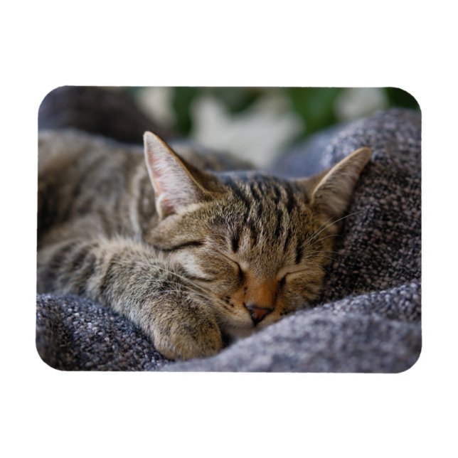 Magnet Flexible Animaux de bébés cutest | Tabby Kitten Sommeil (Horizontal)