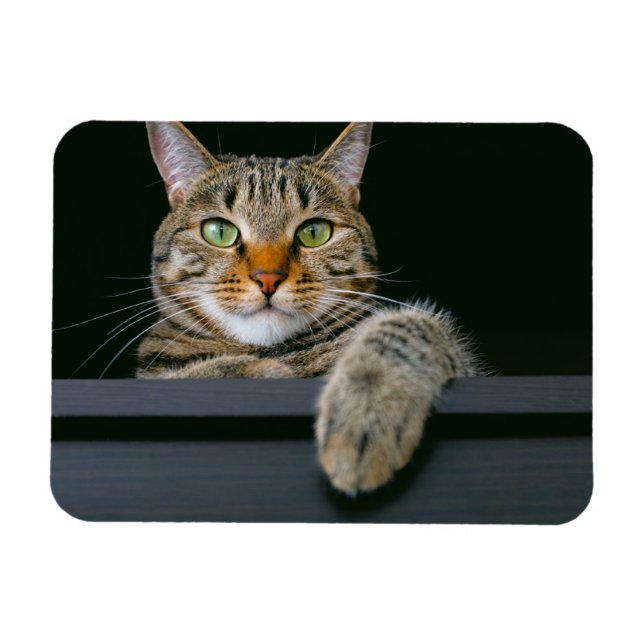 Magnet Flexible Animaux de bébés cutest | Tête de chat gris Tabby (Horizontal)