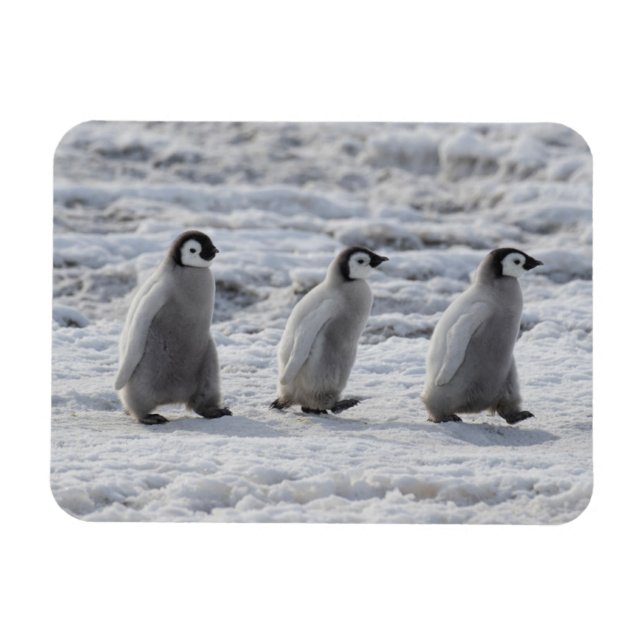 Magnet Flexible Animaux de bébés cutest | Trois Épouses Penguin Em (Horizontal)