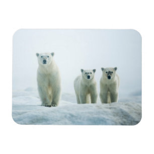 Magnet Flexible Animaux de bébés cutest Trois jeunes ours polair