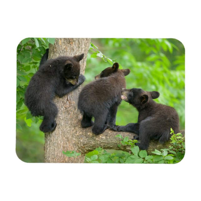 Magnet Flexible Animaux de bébés cutest | Trois jeunes petits ours (Horizontal)