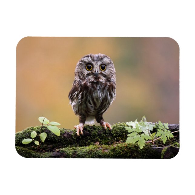 Magnet Flexible Animaux de bébés cutest | Un hibou-bébé (Horizontal)