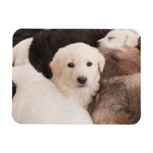 Magnet Flexible Animaux de bébés cutest   Un mignon seau de chiots