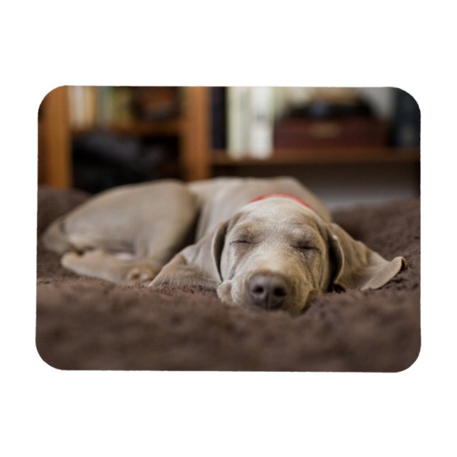 Magnet Flexible Animaux de bébés cutest | Weimaraner Puppy Sleepin (Horizontal)