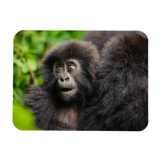 Magnet Flexible Animaux de bébés cutest | Young Mountain Gorilla (Horizontal)