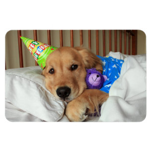 Magnet Flexible Anniversaire du Golden Retriever