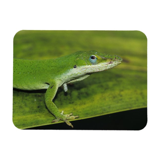 Magnet Flexible Anolis carolinensis, adulte sur palme (Horizontal)