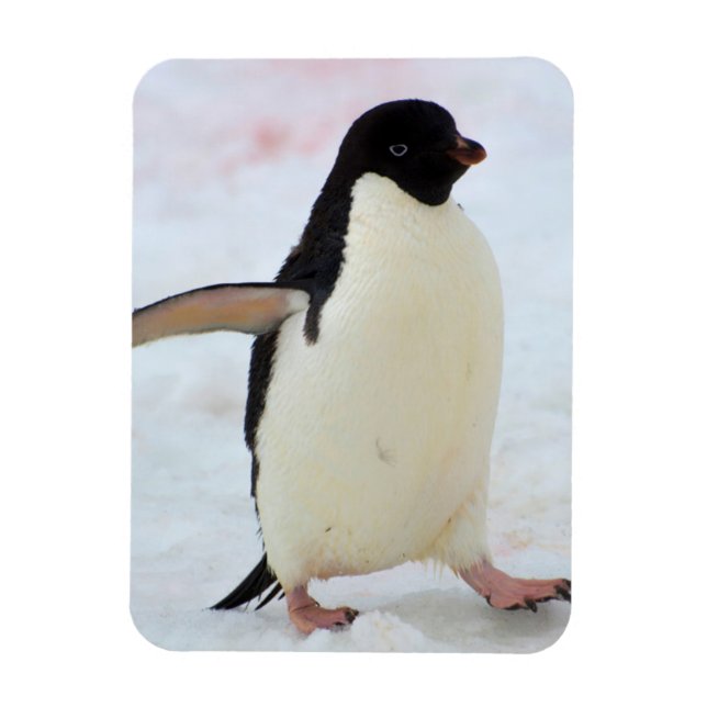 Magnet Flexible Antarctica. Île Petermann. Adelie penguin (Vertical)
