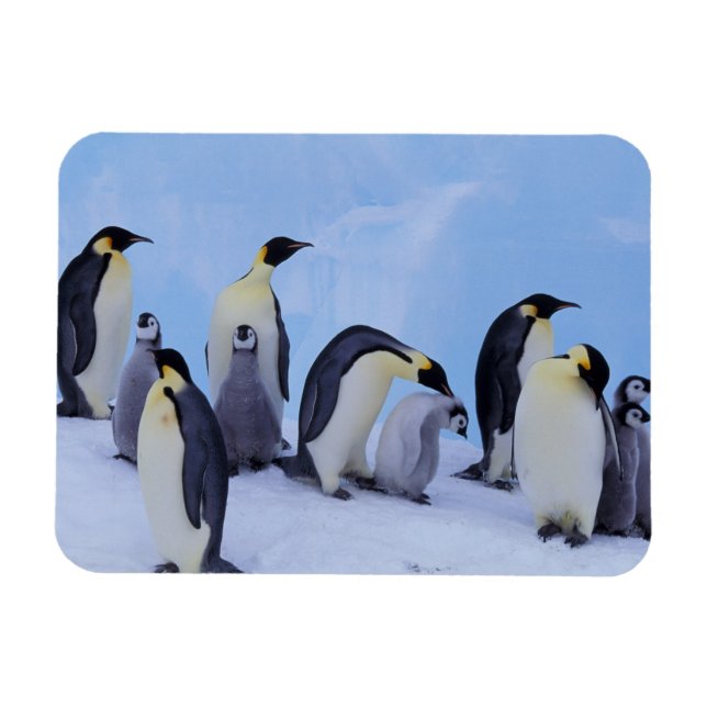 Magnet Flexible Antarctique, Emporer Penguins (Horizontal)