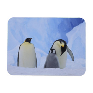 Magnet Flexible Antarctique. Manchots empereurs et poussin