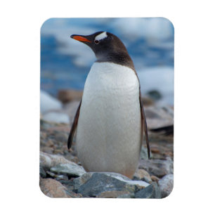 Magnet Flexible Antarctique. Port Neko. Manchot papou