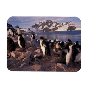 Magnet Flexible Antarctique, poussins de manchots Adélie