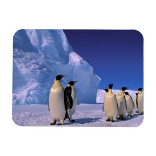Magnet Flexible Antarctique, territoire australien antarctique, 7