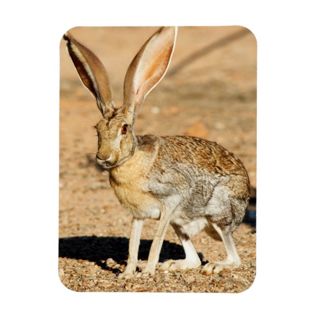 Magnet Flexible Antelope portrait de lapin, Arizona (Vertical)
