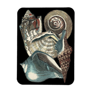 Magnet Flexible Anthologie des coquillages