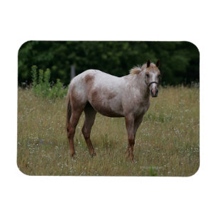 Magnet Flexible Appaloosa Cheval debout dans l'herbe