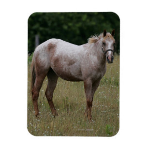 Magnet Flexible Appaloosa Cheval debout dans l'herbe