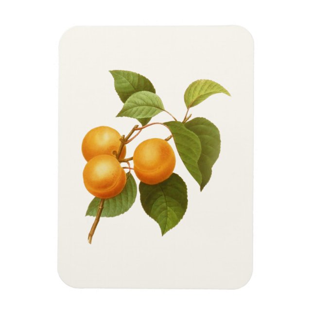 Magnet Flexible Apricots orange vintage (Vertical)