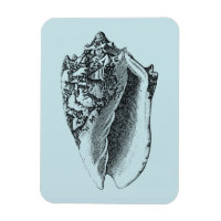 Aqua Conch Shell