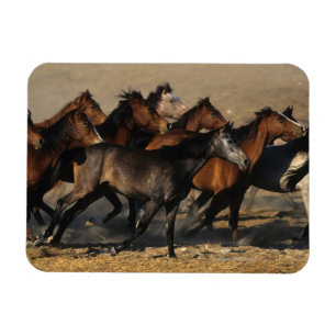 Magnet Flexible Arabes courant dans le désert