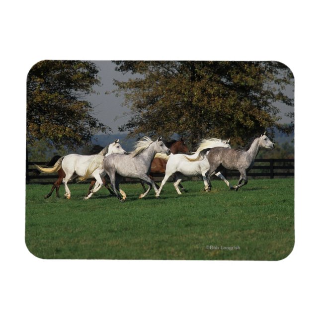 Magnet Flexible Arabes en cours d'exécution sur le terrain (Horizontal)