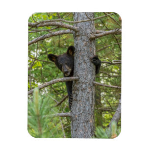 Magnet Flexible Arborescence d'Escalades d'ours Cub