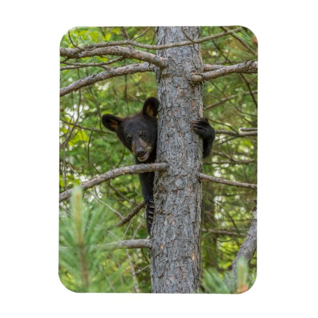 Magnet Flexible Arborescence d'Escalades d'ours Cub (Vertical)