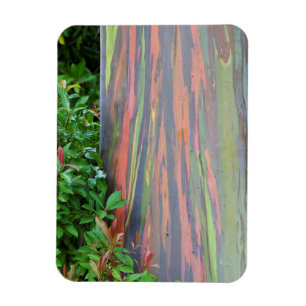 Magnet Flexible Arbre à eucalyptus arc-en-ciel