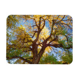 Magnet Flexible Arbre de Cottonwood   Parc national de Capitol Ree