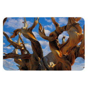 Magnet Flexible Arbre de pin bristlecone