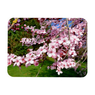 Magnet Flexible Arbre Fleur de Cerisier dans le Parc