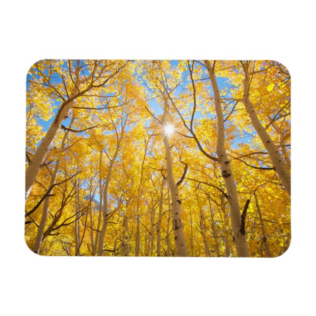Magnet Flexible Arbres d'Aspen | Sierra Nevada Mountains, CA (Horizontal)