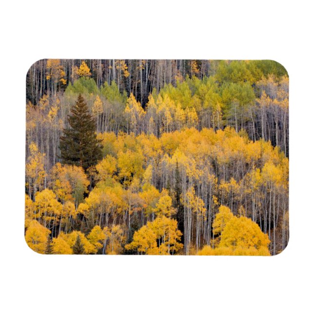 Magnet Flexible Arbres d'Aspen | White River National Forest (Horizontal)