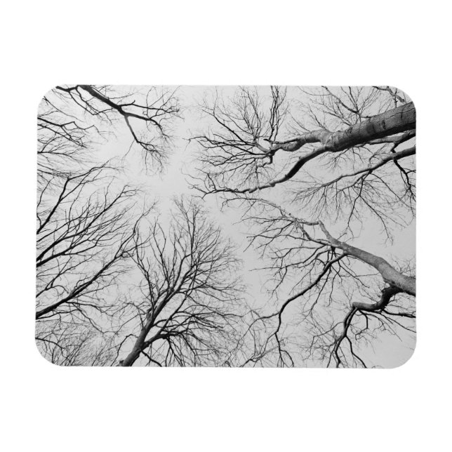 Magnet Flexible Arbres sans feuilles dans le bois de Thiepval (Horizontal)
