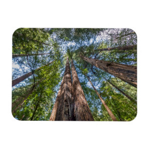 Magnet Flexible Arbres séquoias   Comté de Marin, Californie