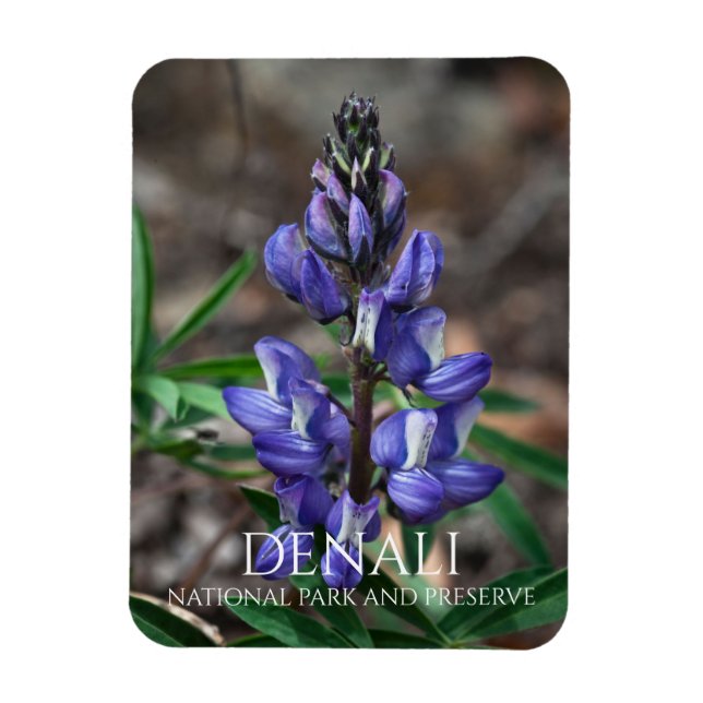 Magnet Flexible Arctic Lupine, parc national Denali, Alaska (Vertical)