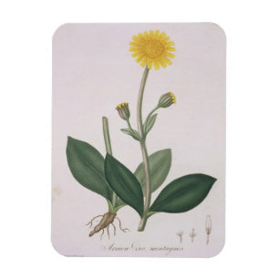 Magnet Flexible Arnica Montana de "Phytographie Medicale" de Jos