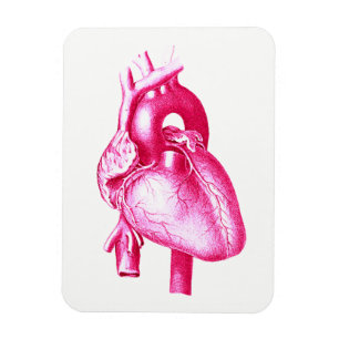 Magnet Flexible Art de bruit de cardiologie : Anatomie humaine