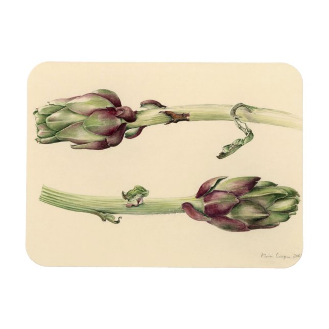 Magnet Flexible Artichokes 2005 (Horizontal)
