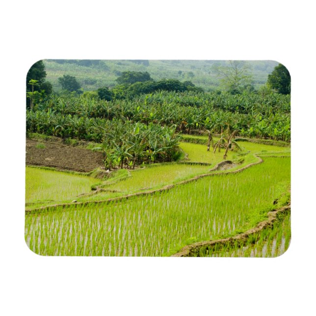 Magnet Flexible Asie, Chine, province du Yunnan, Honghe. Banane (Horizontal)