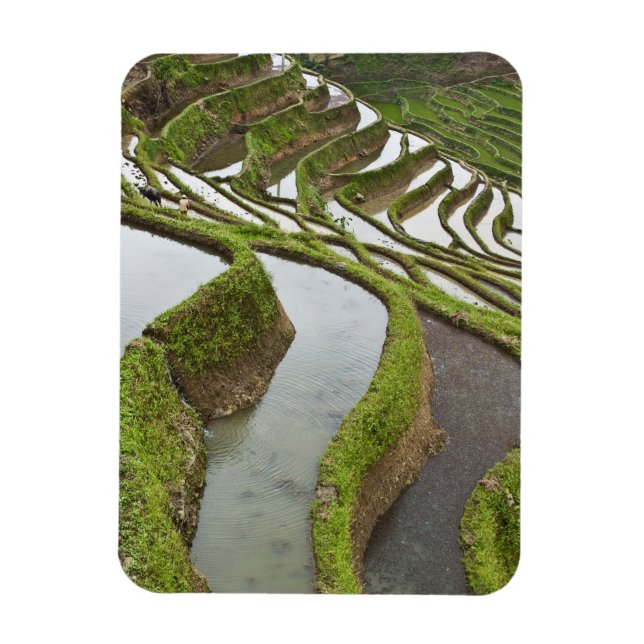 Magnet Flexible Asie, Chine, Yunnan, Yuanyang. Riz inondé (Vertical)