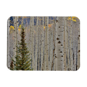 Magnet Flexible Aspen Groves d'automne Colorado Montagnes Rocheu